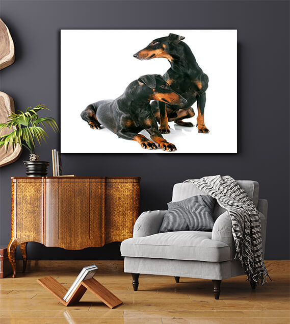 WEB004 0009 ML 0022 13275902 manchester terriers Dogs AOAY6551