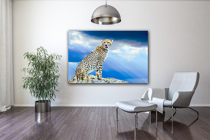 WEB004 0009 MOCKUP 0026 22676228 wild African cheetah AOAY558322676228 wild African cheetah AOAY5583