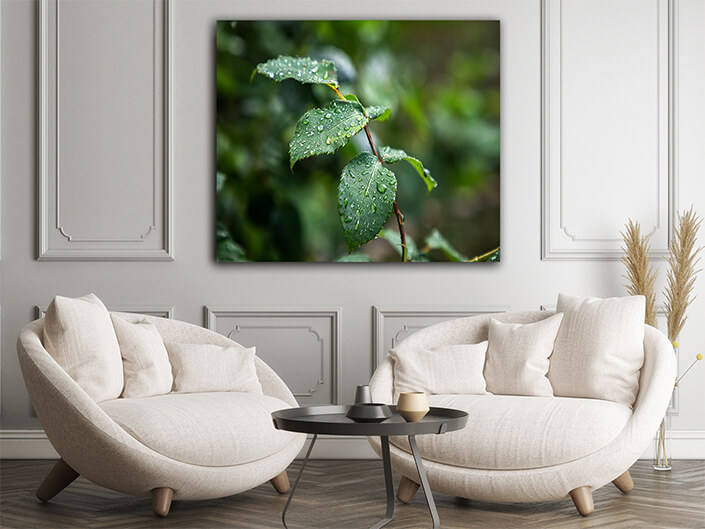 WEB004 0010 ML 0011 46802792 raindrops on green leaves after rain nature AOAY4819