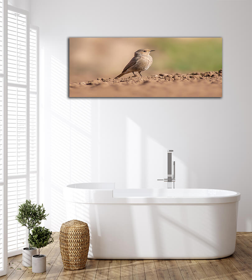 WEB004 0010 MOCKUPs 0073 47558126 a female redstart looking for food on a freshly plowed field AOAY6054