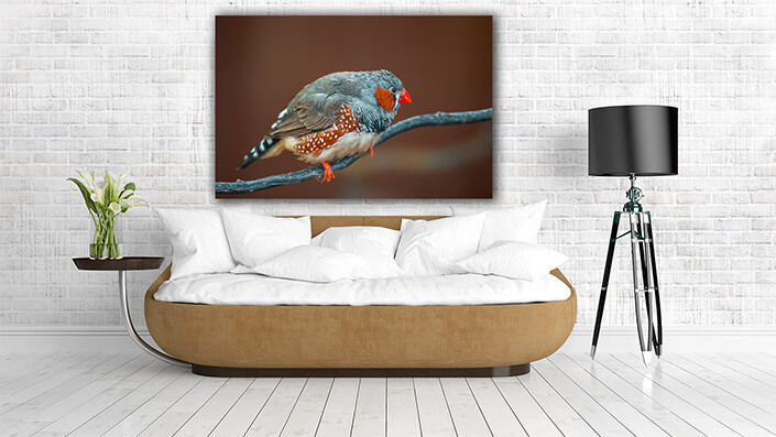 WEB004 0010 MP 0016 37202924 bird sits on a branch AOAY6021