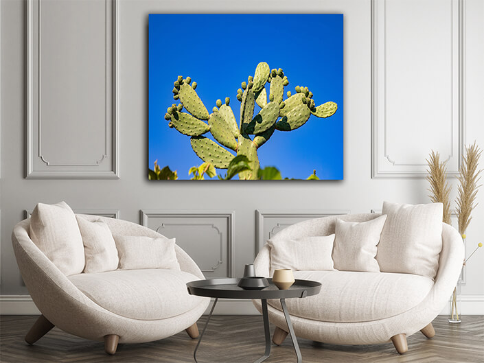 WEB004 0011 ML 0010 46992824 green desert cactus bush on blue sky background AOAY4821