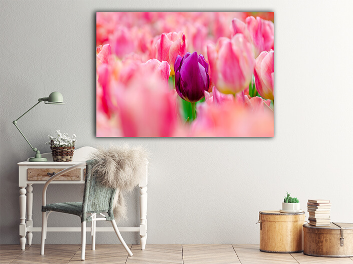 WEB004 0011 ML 0026 27915478 the red yellow tulip fields are densely blooming AOAY5627