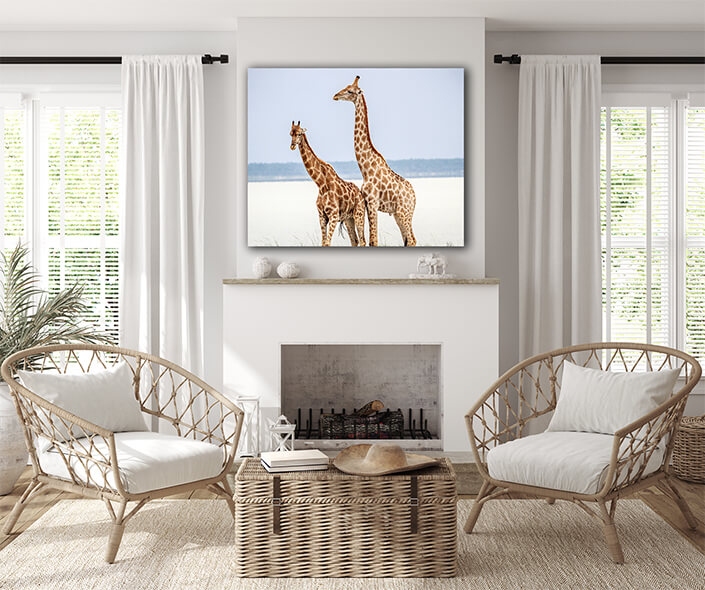 WEB004 0012 ML 0024 24221928 side profile of two giraffes AOAY6810