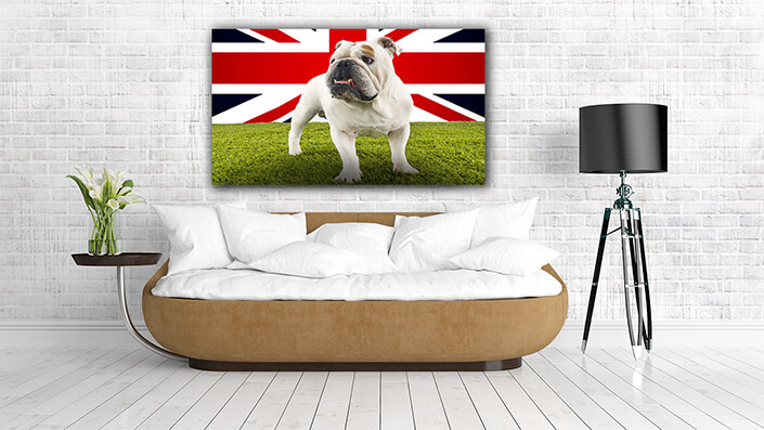 WEB004 0014 MP 0019 34604976 a still life photography of a dog with UK flag AOAY6278