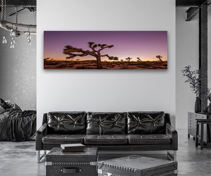 WEB004 0015 ML 0008 43553074 landscape of joshua trees in california usa AOAY7429