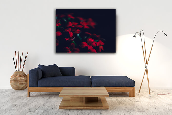 WEB004 0016 MP 0012 29176836 red flowers background AOAY7983