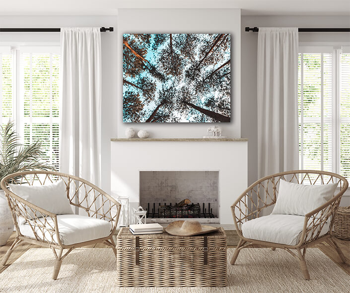 WEB004 0019 MP 0008 31412644 pinus mugo in creeping pine dwarf mountain AOAY7258