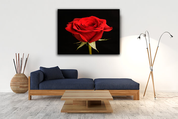 WEB004 0019 MP 0009 43676 red rose on black AOAY7778
