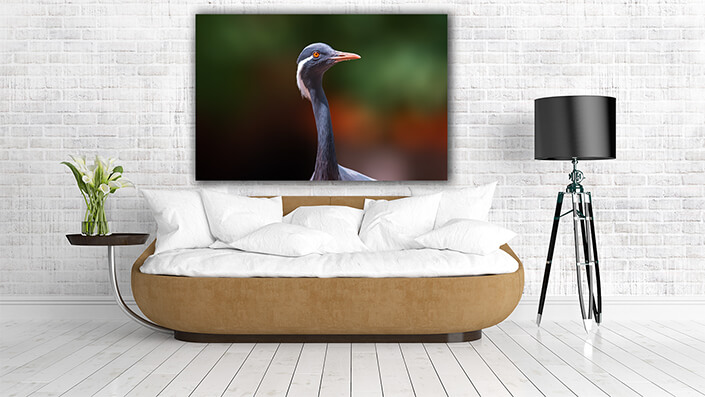WEB004 0021 MP 0005 37203172 heron observes nature and looks for food AOAY6032