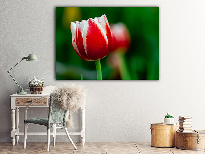 WEB004 0026 ML 0011 34972610 white and red tulip with green blurry background AOAY7097