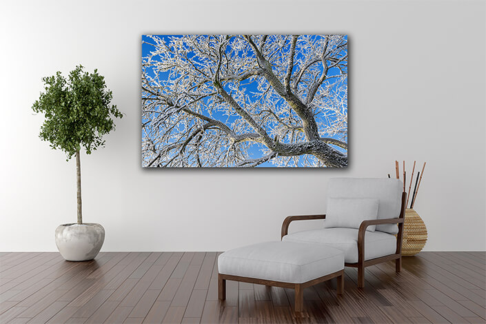 WEB004 0026 MP 0007 23345588 frozen tree branches AOAY7359