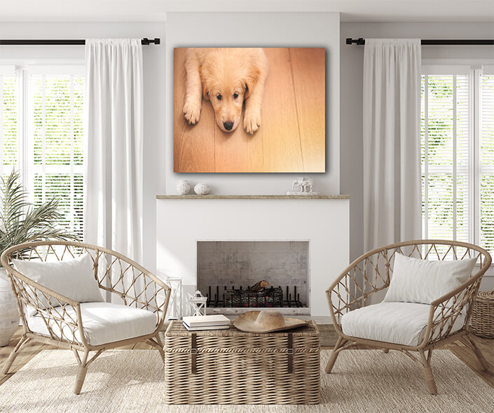 Web004 0027 ml 0008 45206568 an adorable golden retriever puppy lying on a wooden floor aoay7116