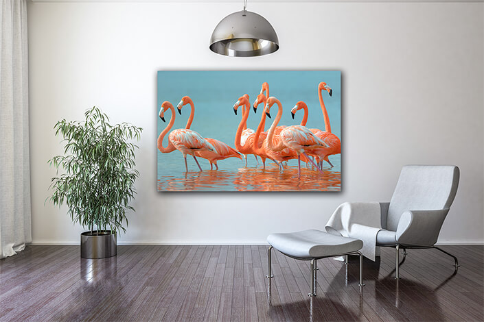 WEB004 0029 MOCKUP 0005 9072288 greater flamingos AOAY4623