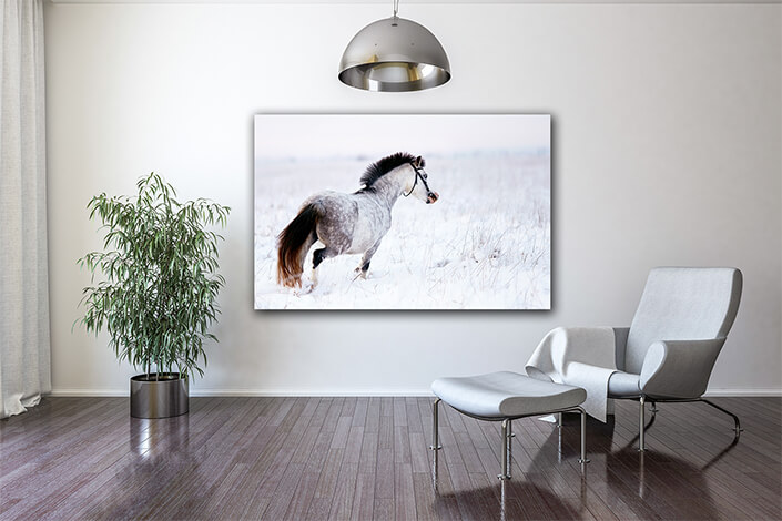 WEB004 0031 MOCKUP 0003 11606130 gray horse AOAY5506