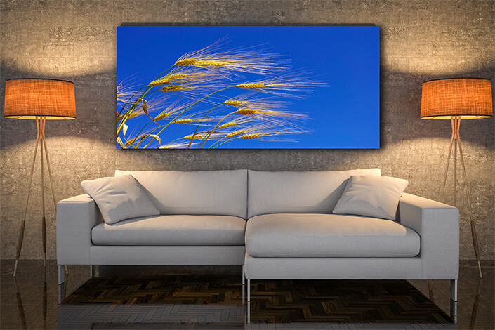 WEB004 0033 MOCKUP 0048 5729210 wheat ears AOAY7659