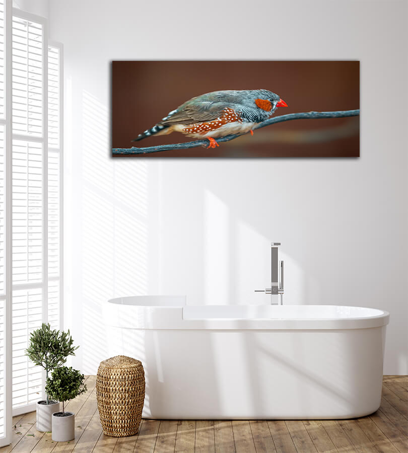 WEB004 0034 MOCKUPs 0031 37202924 bird sits on a branch AOAY6021