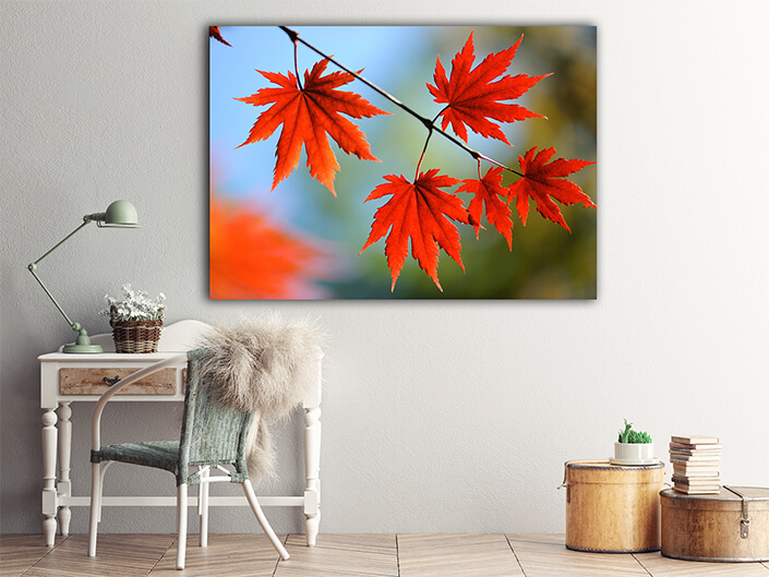 WEB004 0035 ML 0059 7239996 autumn maple leaves AOAY6683