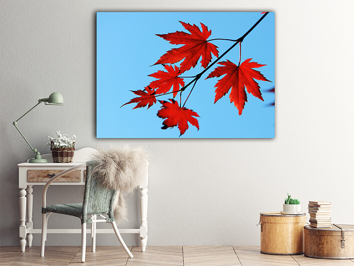 WEB004_0036_ML_0058_7240002_autumn maple red leaves AOAY6684