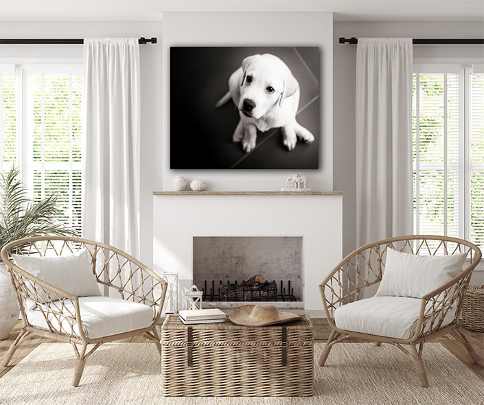 WEB004 0038 ML 0038 4668182 labrador puppy AOAY7299