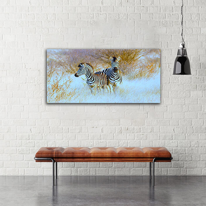 WEB004 0044 MOCKUP 0031 45297398 plains zebras in natural habitat AOAY4761