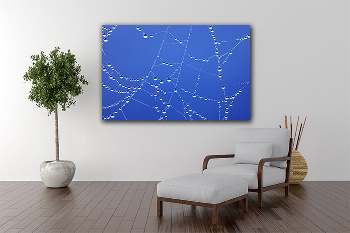 WEB004 0047 MP 0040 3762573 spiderweb AOAY7293