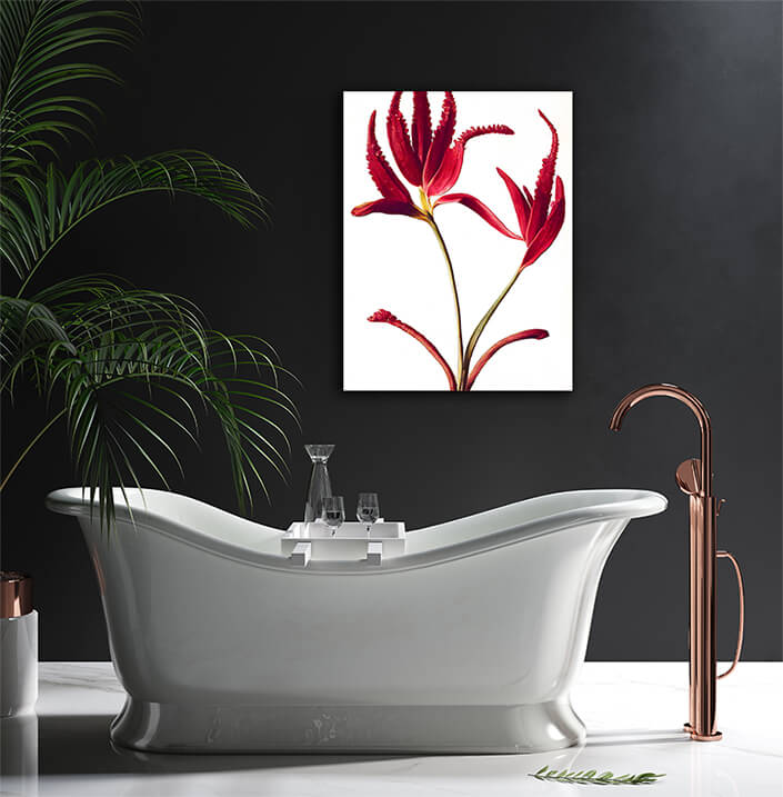 WEB004 0049 ML 0043 49132488 australian kangaroo paw red flowers on white an artistic illustration AOAY8196