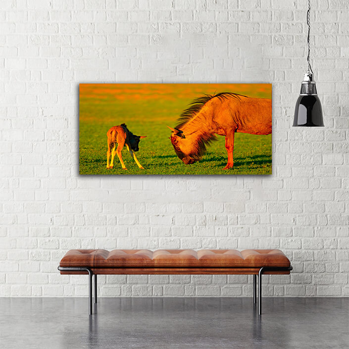 WEB004_0050_MOCKUP__0025_45478590_wildebeest-with-young-calf AOAY4765