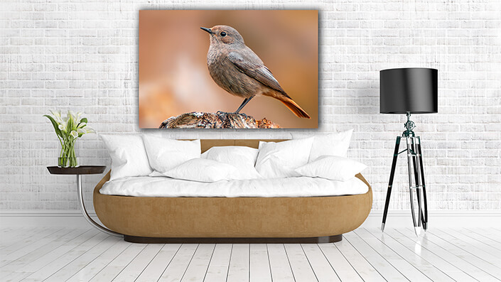 WEB004 0058 MP 0028 36201830 beautiful colorful bird sits and looks AOAY6007