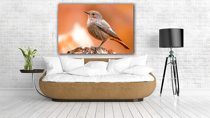 WEB004 0059 MP 0027 36201830 beautiful colorful bird sits AOAY8115