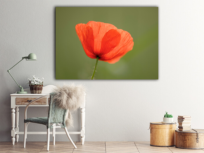 WEB004 0062 ML 0074 1527072 poppy Flowers AOAY7268