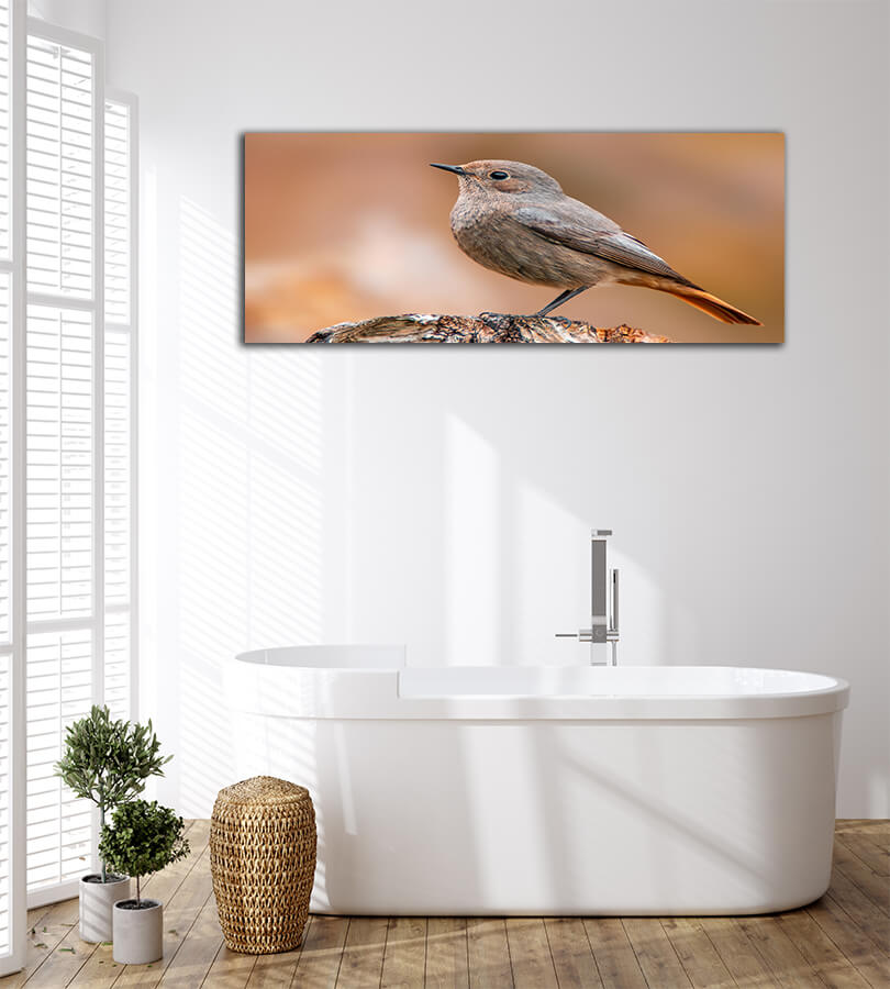WEB004 0069 MOCKUPs 0043 36201830 beautiful colorful bird sits and looks AOAY6007