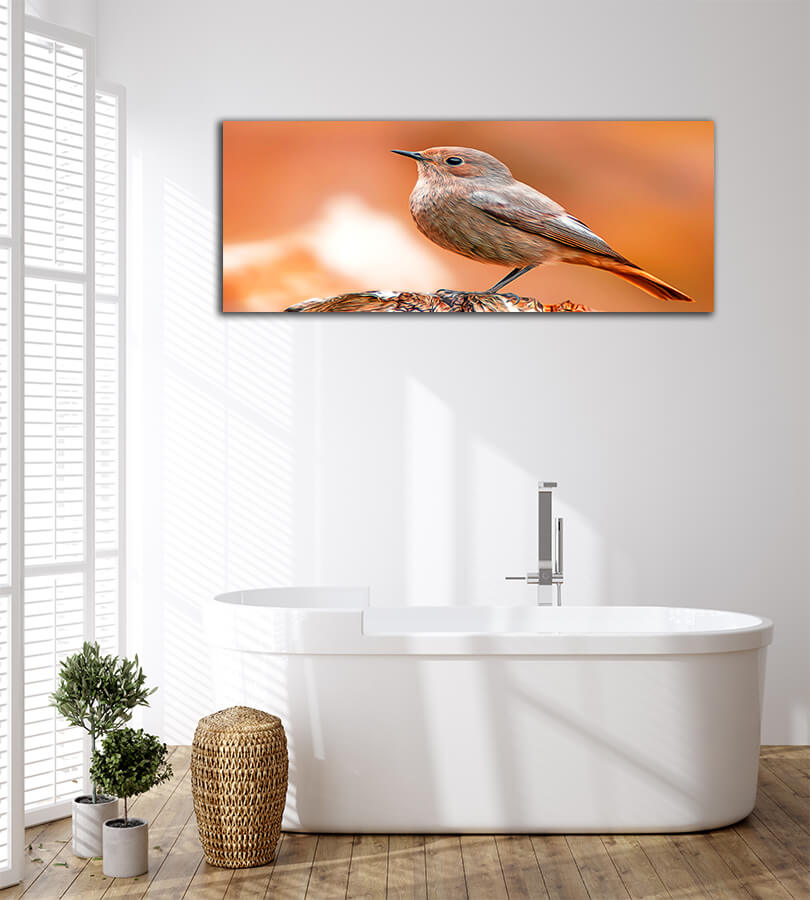 WEB004 0070 MOCKUPs 0042 36201830 beautiful colorful bird sits AOAY8115