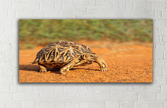 WEB005_0000_MOCKUP__0024_45478592_leopard-tortoise-in-natural-habitat AOAY4766