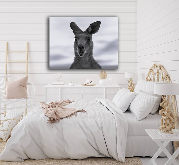 WEB005 0001 MS 0026 44358464 australian kangaroo against a vivid sunset light (1) AOAY6948