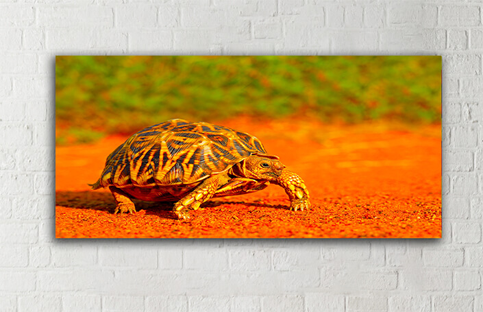 WEB005_0002_MOCKUP__0022_45478592_The leopard-tortoise-in-natural-habitat AOAY8107
