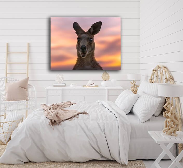 WEB005 0002 MS 0025 44358464 australian kangaroo against a vivid sunset light AOAY6949