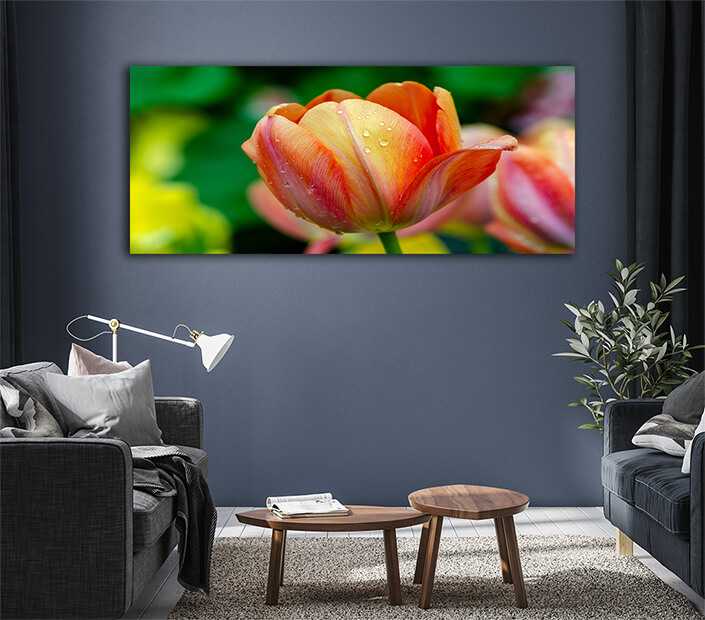 WEB005 0004 ML 0030 27915474 red yellow tulip fields are densely blooming AOAY5624