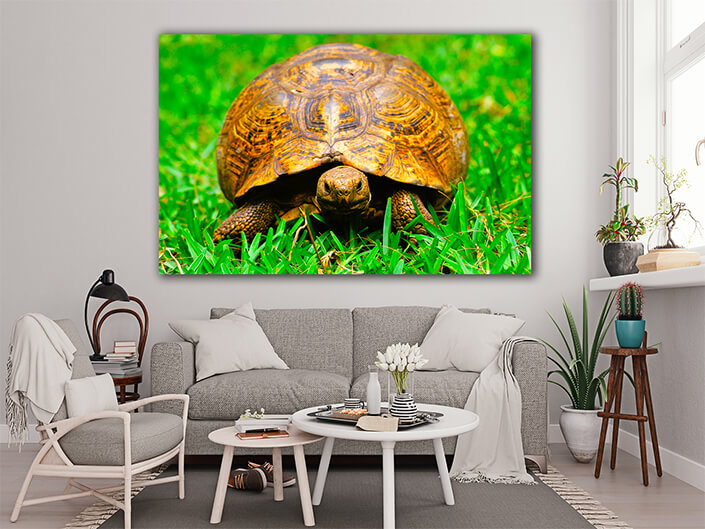 WEB005 0004 MOCKUP 0028 22676114 turtle in grass AOAY5580