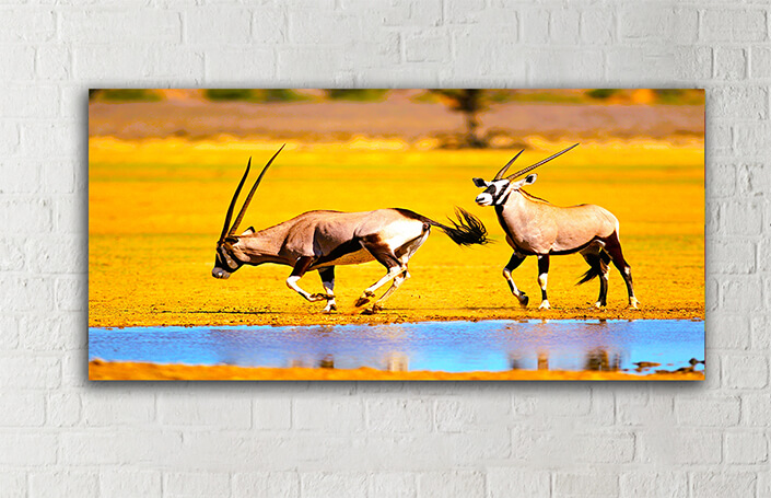 WEB005 0005 MOCKUP 0019 47035246 gemsbok antelopes at a waterhole AOAY4786