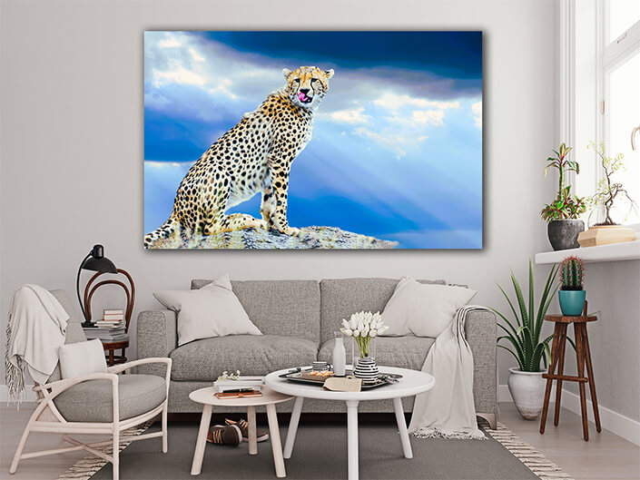 WEB005 0006 MOCKUP 0026 22676228 wild African cheetah AOAY558322676228 wild African cheetah AOAY5583