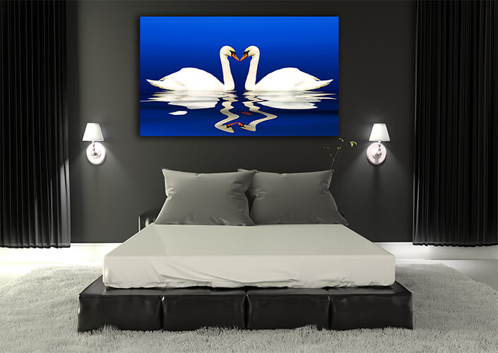 WEB005 0008 ML 0002 2144529 two swans with reflection AOAY8122