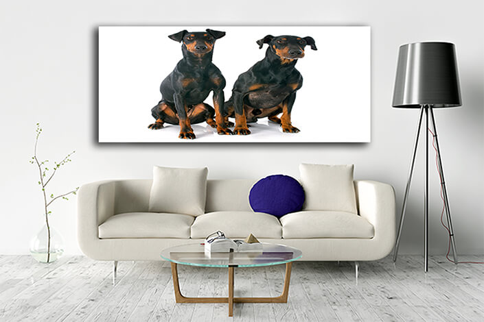 WEB005 0010 ML 0024 13275896 manchester terriers two dogs AOAY6550