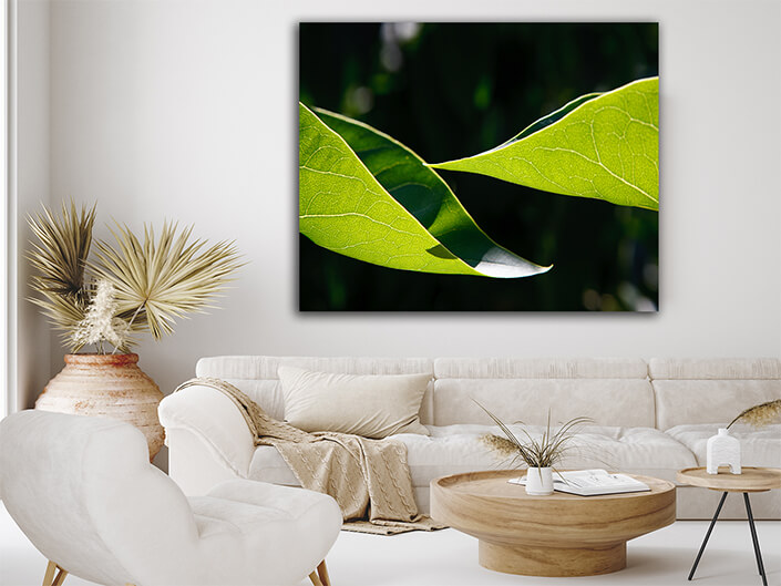 WEB005 0010 MP 0067 1959813 two leaves AOAY6345