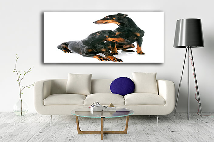 WEB005 0012 ML 0022 13275902 manchester terriers Dogs AOAY6551