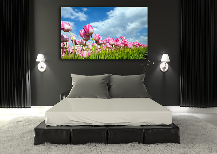 WEB005 0015 ML 0020 9076916 many pink tulips on field AOAY7454