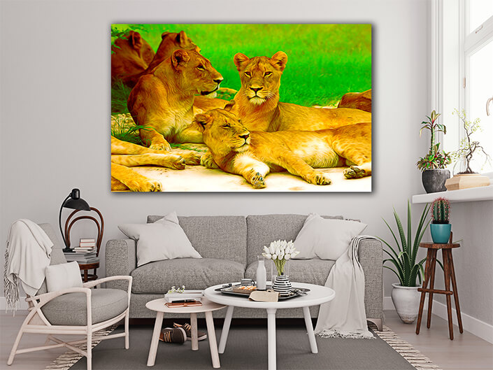 WEB005_0016_MOCKUP__0015_25454474_lion wild dangerous mammal africa savannah kenya AOAY5594