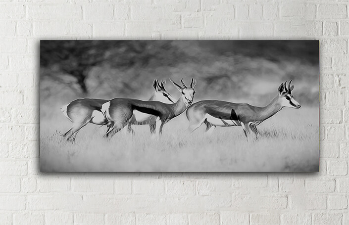 WEB005_0020_MOCKUP__0004_47627936_Three springbok-antelopes-on -grassland AOAY8111