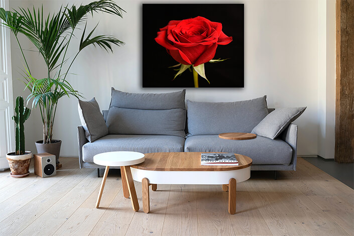 WEB005 0020 MP 0009 43676 red rose on black AOAY7778