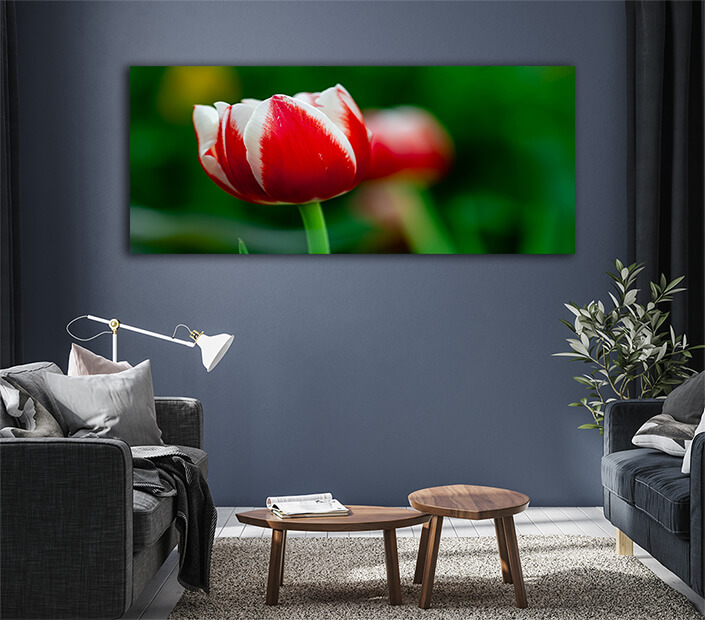WEB005 0023 ML 0011 34972610 white and red tulip with green blurry background AOAY7097